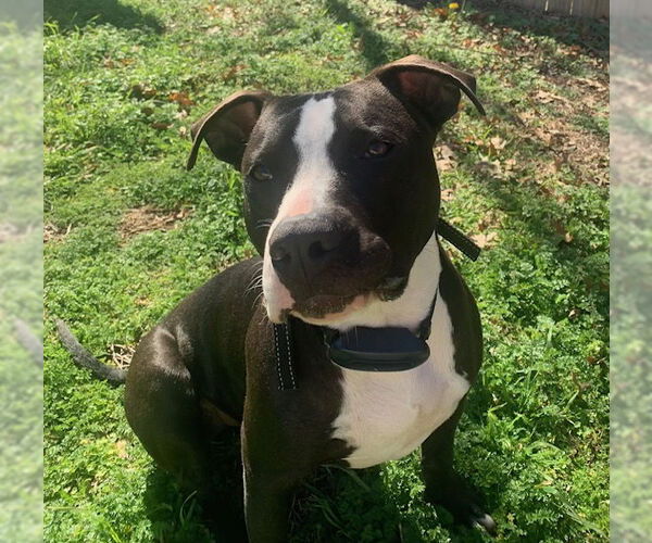 Medium Photo #17 American Pit Bull Terrier-Unknown Mix Puppy For Sale in McKinney, TX, USA