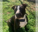 Small #16 American Pit Bull Terrier Mix