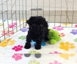 Cooper - Male Cavapoo (Miniature)-Poodle (Toy) Mix Puppy for Sale - Photo #8