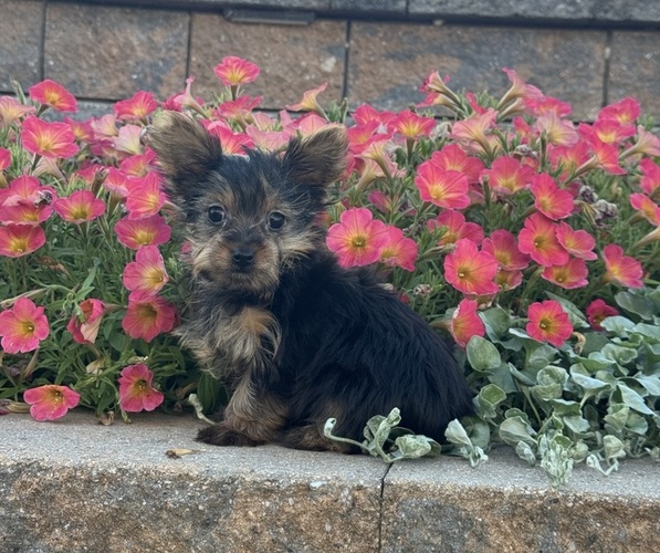 Medium Photo #2 Yorkshire Terrier Puppy For Sale in CANOGA, NY, USA