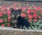 Small #1 Yorkshire Terrier