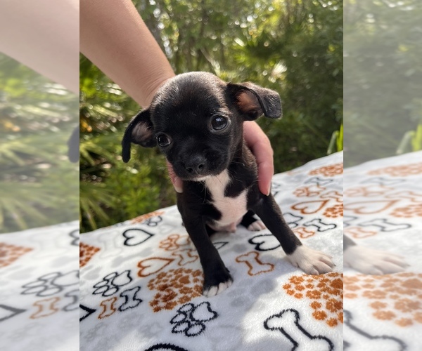 Medium Photo #1 Chipin Puppy For Sale in SAINT AUGUSTINE, FL, USA