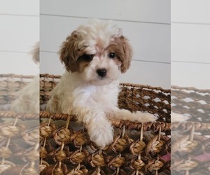 Cavapoo Puppy for sale in WEST PLAINS, MO, USA