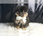 Small #1 Pomeranian