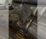 Small #2 Saint Berdoodle