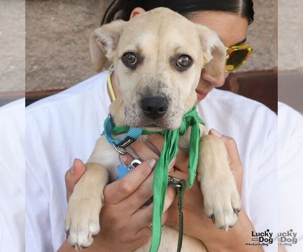 Medium Photo #6 Labrador Retriever-Unknown Mix Puppy For Sale in Washington, DC, USA