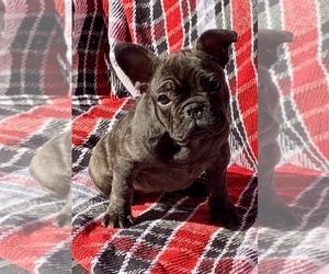 French Bulldog Puppy for sale in TALLAHASSEE, FL, USA