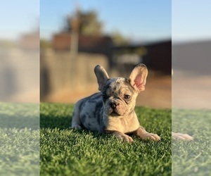 French Bulldog Puppy for sale in FOLSOM, CA, USA