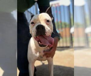 SUNNY BOO BOO - Female Boxer-Unknown Mix Dog for Adoption - Photo #2