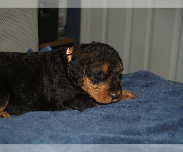 Medium Photo #15 Airedale Terrier Puppy For Sale in CHARLESTOWN, IN, USA