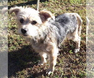 Norfolk Terrier-Unknown Mix Dogs for adoption in Batavia, OH, USA