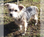 Sissy 2026 - Female Norfolk Terrier-Unknown Mix Dog for Adoption - Small photo