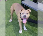 Small #2 American Bulldog Mix