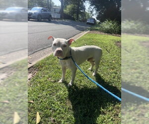 American Pit Bull Terrier Dogs for adoption in Derwood, MD, USA