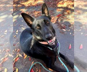 Border Collie Dogs for adoption in Sacramento, CA, USA