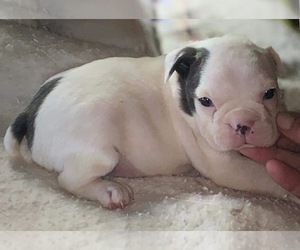 French Bulldog Puppy for sale in NASHVILLE, TN, USA