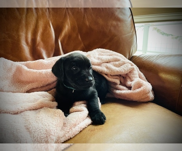 Medium Photo #4 Labrador Retriever Puppy For Sale in SIGNAL MOUNTAIN, TN, USA