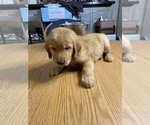 Small Photo #13 Golden Retriever Puppy For Sale in BRANDON, FL, USA