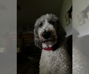 Father of the Golden Mountain Doodle  puppies born on 08/02/2025