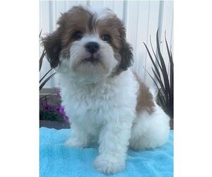 Zuchon Puppy for sale in ARTHUR, IL, USA