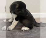 Small Photo #4 Akita Puppy For Sale in BIRON, WI, USA