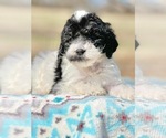 Small Photo #4 Goldendoodle Puppy For Sale in SOCIAL CIRCLE, GA, USA