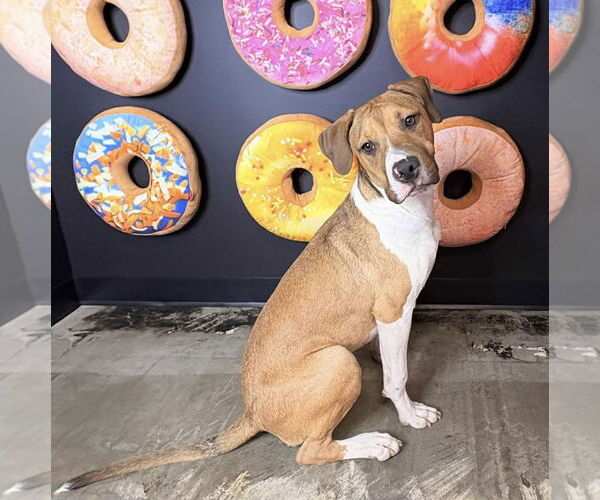 Medium Photo #11 American Pit Bull Terrier-Unknown Mix Puppy For Sale in Germantown, OH, USA