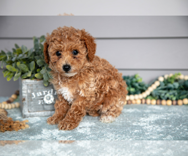 Medium Photo #2 Poodle (Miniature) Puppy For Sale in WOLCOTTVILLE, IN, USA