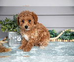 Small #1 Poodle (Miniature)