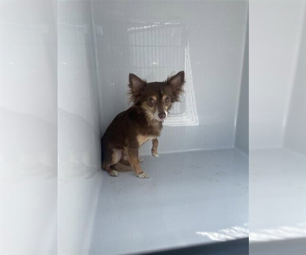 Medium Photo #1 Chihuahua-Unknown Mix Puppy For Sale in Houston, TX, USA