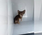 Small Chihuahua Mix