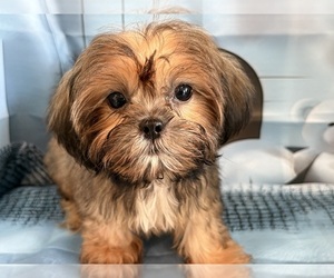 Shih Tzu Puppy for sale in CENTER HILL, FL, USA