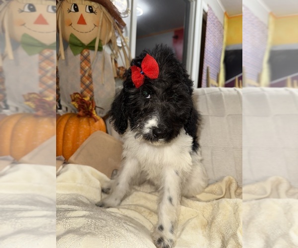 Medium Photo #3 Labradoodle Puppy For Sale in SPRINGHILL, LA, USA