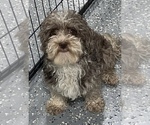 Small Photo #1 Havapoo Puppy For Sale in GUTHRIE, KY, USA