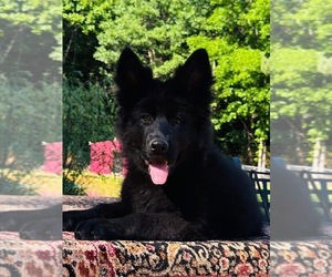 German Shepherd Dog Puppy for sale in GADSDEN, AL, USA
