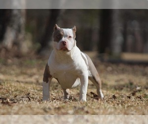 Mother of the American Bully puppies born on 01/05/2024