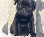 Puppy 1 Pug