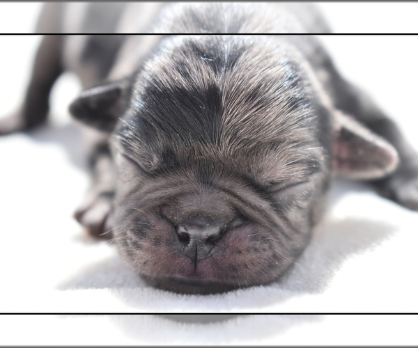 Medium Photo #8 Pug Puppy For Sale in PALM COAST, FL, USA