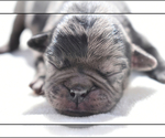 Small #7 Pug