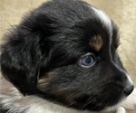 Small #1 Miniature Australian Shepherd