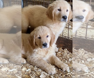Golden Retriever Puppy for sale in MOUNT AIRY, NC, USA