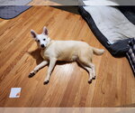 Small #3 Siberian Husky Mix