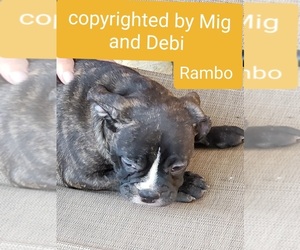 Faux Frenchbo Bulldog Puppy for sale in VICTORVILLE, CA, USA