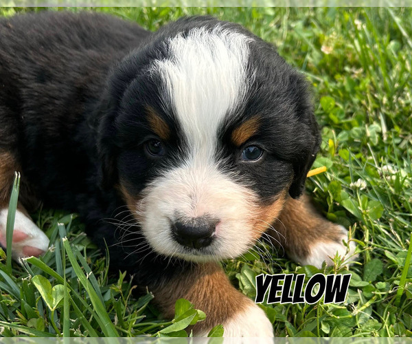Medium Photo #4 Bernese Mountain Dog Puppy For Sale in KIRKSVILLE, MO, USA