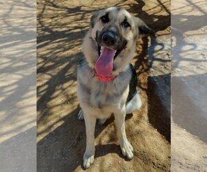 German Shepherd Dog-Unknown Mix Dogs for adoption in Apple Valley, CA, USA