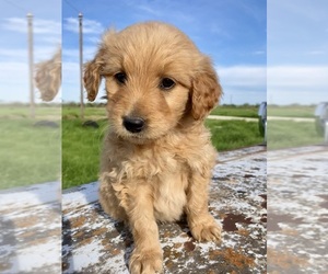 Goldendoodle Puppy for sale in TEMPLE, TX, USA