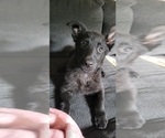 Puppy Baked potato German Shepherd Dog