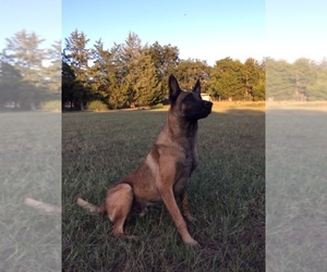 Father of the Belgian Malinois puppies born on 09/19/2019