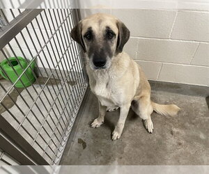 Anatolian Shepherd Dogs for adoption in Jackson, CA, USA