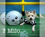Small #1 Cairn Terrier Mix